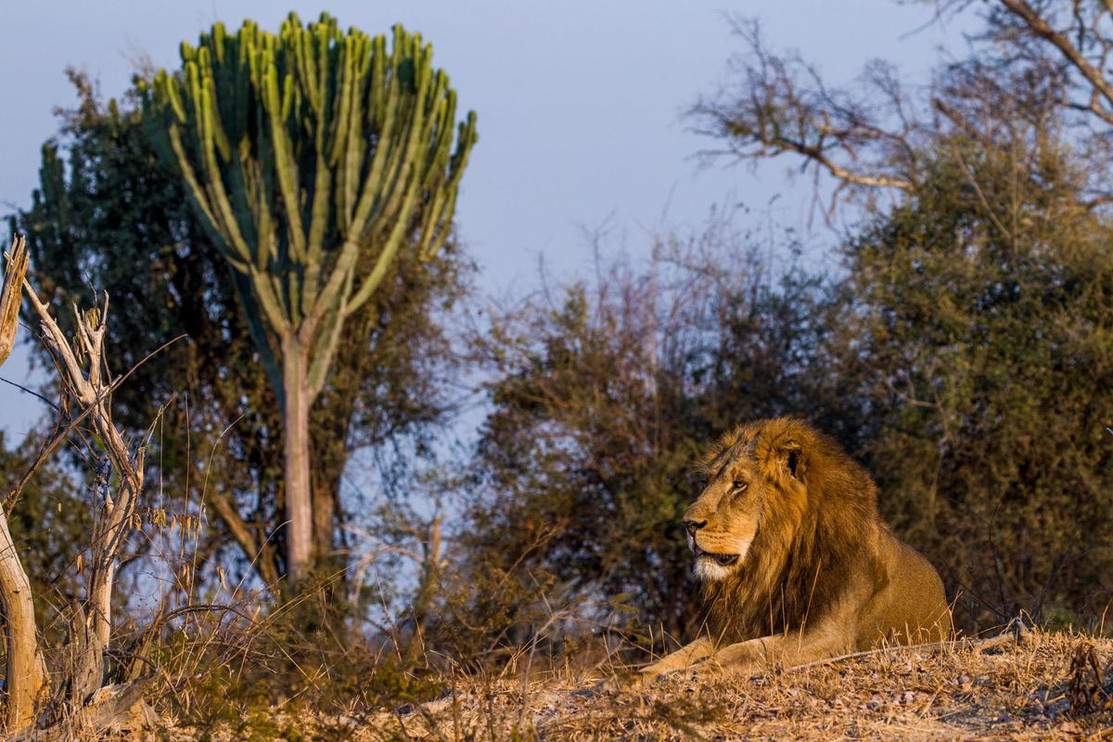 Lion in Zambia